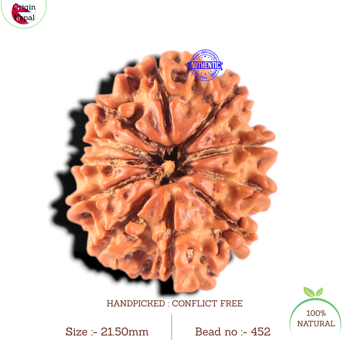 11 Mukhi Nepalese Rudraksha - Bead No. 452