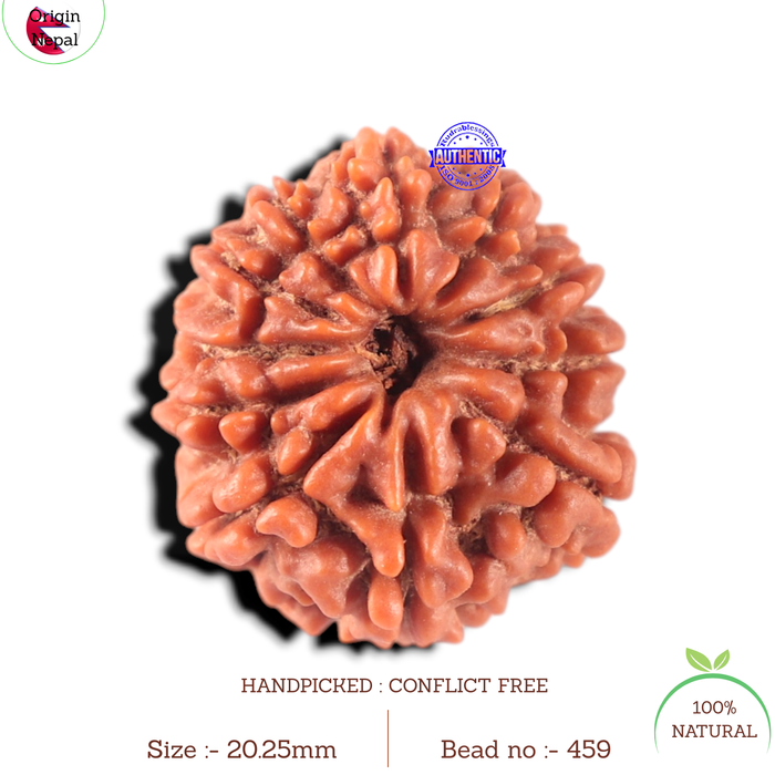 11 Mukhi Nepalese Rudraksha - Bead No. 459