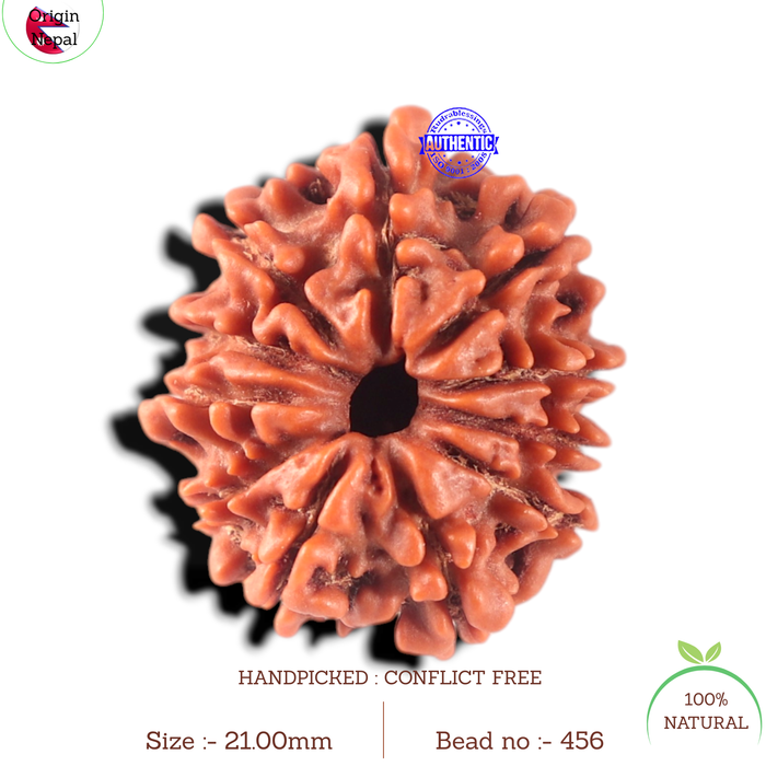 11 Mukhi Nepalese Rudraksha - Bead No. 456