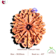 Load image into Gallery viewer, 11 Mukhi Nepalese Rudraksha - Bead No. 437
