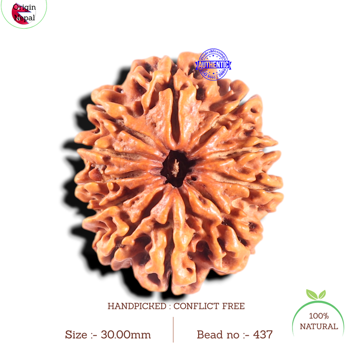 11 Mukhi Nepalese Rudraksha - Bead No. 437