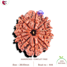Load image into Gallery viewer, 11 Mukhi Nepalese Rudraksha - Bead No. 444
