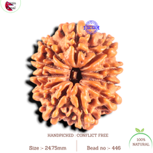 Load image into Gallery viewer, 11 Mukhi Nepalese Rudraksha - Bead No. 446
