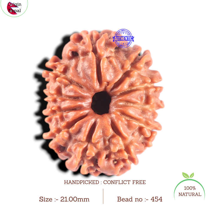 11 Mukhi Nepalese Rudraksha - Bead No. 454