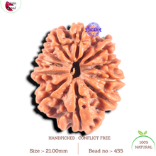 Load image into Gallery viewer, 11 Mukhi Nepalese Rudraksha - Bead No. 455
