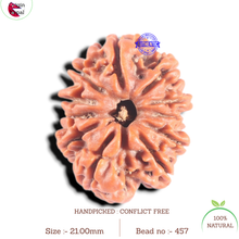Load image into Gallery viewer, 11 Mukhi Nepalese Rudraksha - Bead No. 457
