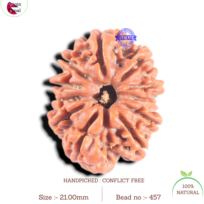 11 Mukhi Nepalese Rudraksha - Bead No. 457