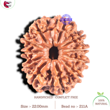 Load image into Gallery viewer, 11 Mukhi Nepalese Rudraksha - Bead No. 211A
