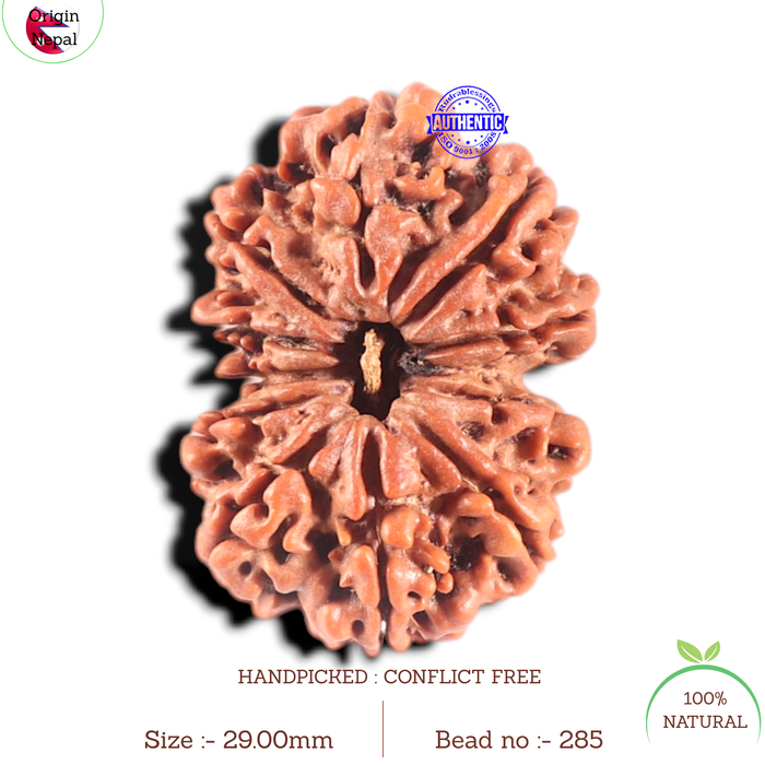 11 Mukhi Gaurishankar Nepalese Rudraksha - Bead No. 285