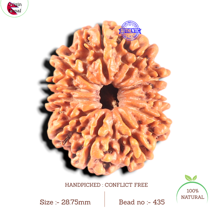 11 Mukhi Nepalese Rudraksha - Bead No. 435