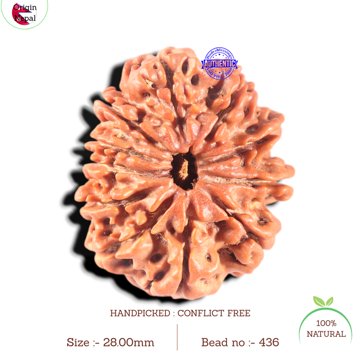 11 Mukhi Nepalese Rudraksha - Bead No. 436