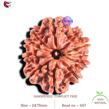 Load image into Gallery viewer, 11 Mukhi Nepalese Rudraksha - Bead No. 447
