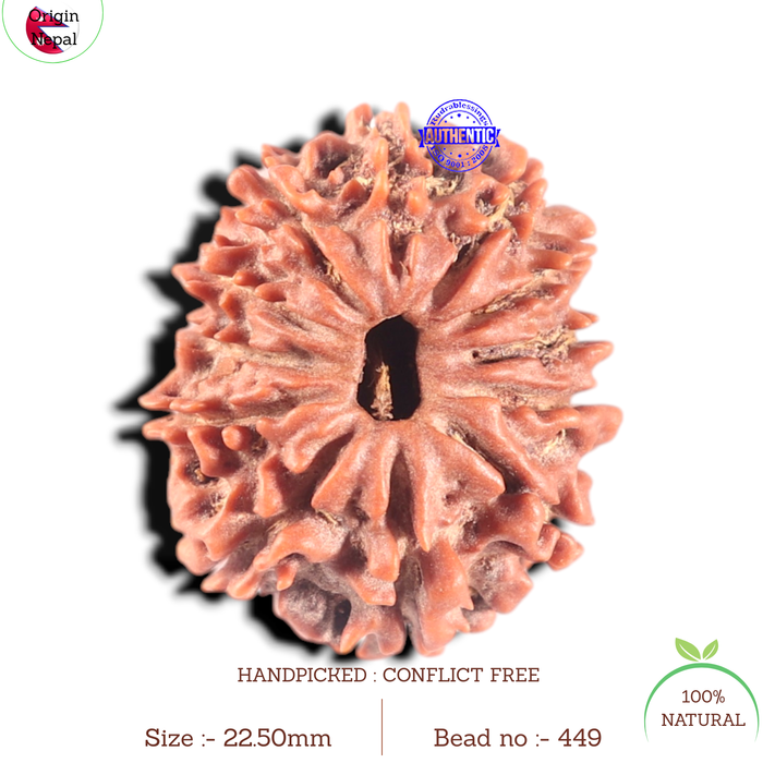 11 Mukhi Nepalese Rudraksha - Bead No.449