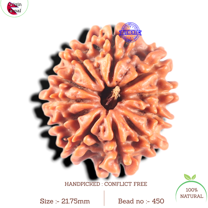 11 Mukhi Nepalese Rudraksha - Bead No. 450