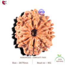 Load image into Gallery viewer, 11 Mukhi Nepalese Rudraksha - Bead No. 451
