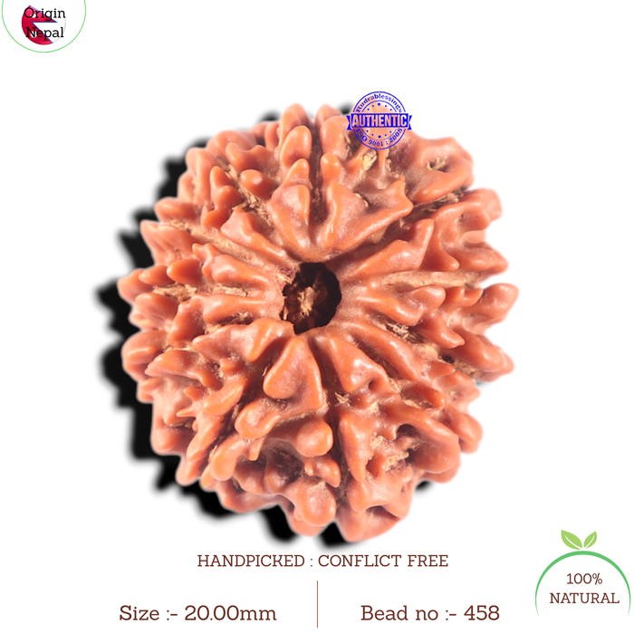 11 Mukhi Nepalese Rudraksha - Bead No. 458