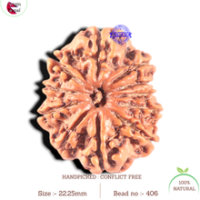 Load image into Gallery viewer, 11 Mukhi Nepalese Rudraksha - Bead No.406
