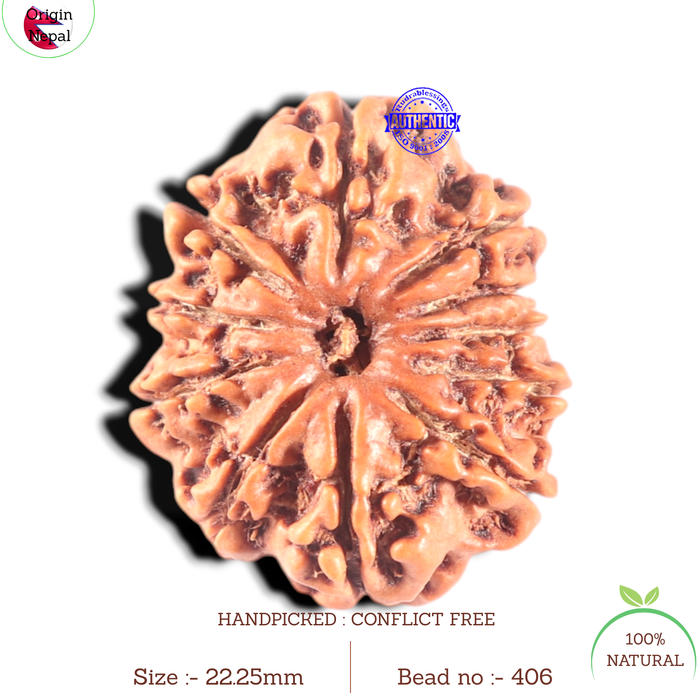11 Mukhi Nepalese Rudraksha - Bead No.406