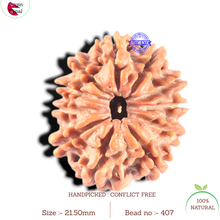 Load image into Gallery viewer, 11 Mukhi Nepalese Rudraksha - Bead No. 407
