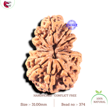 Load image into Gallery viewer, 13 Mukhi Gaurishankar Nepalese Rudraksha  - Bead No. 374
