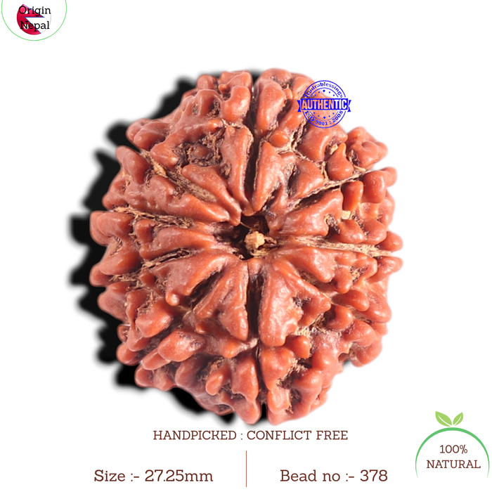 9 Mukhi Nepalese Rudraksha - Bead No. 378