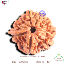 Load image into Gallery viewer, 9 Mukhi Nepalese Rudraksha - Bead No. 427
