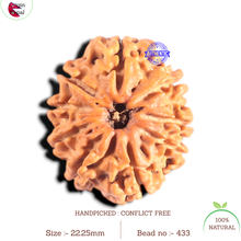 Load image into Gallery viewer, 9 Mukhi Nepalese Rudraksha - Bead No. 433
