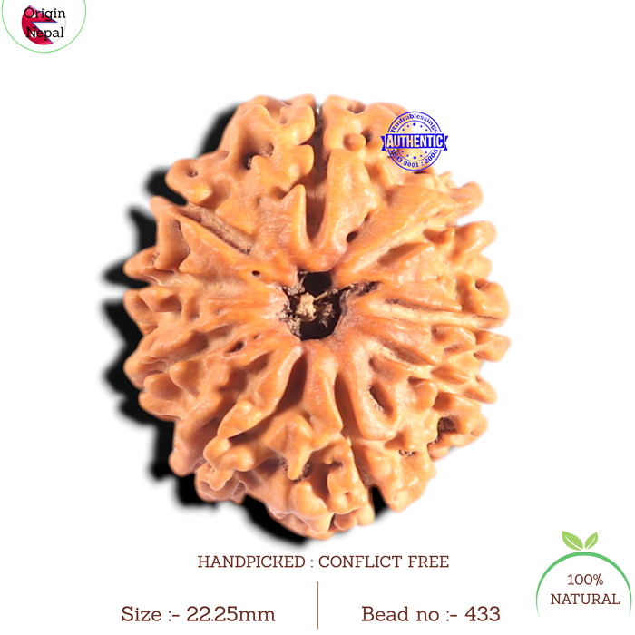 9 Mukhi Nepalese Rudraksha - Bead No. 433
