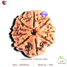 Load image into Gallery viewer, 9 Mukhi Nepalese Rudraksha - Bead No. 434
