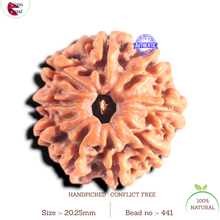 Load image into Gallery viewer, 9 Mukhi Nepalese Rudraksha - Bead No. 441
