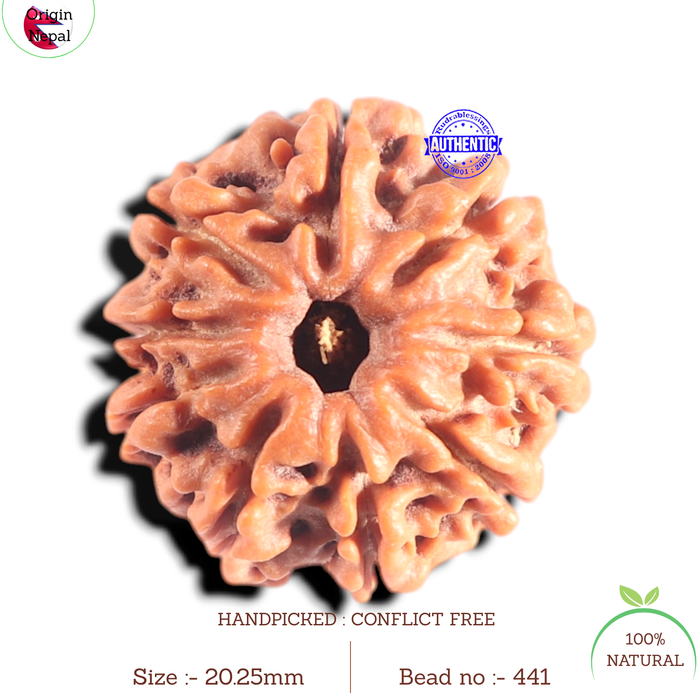 9 Mukhi Nepalese Rudraksha - Bead No. 441