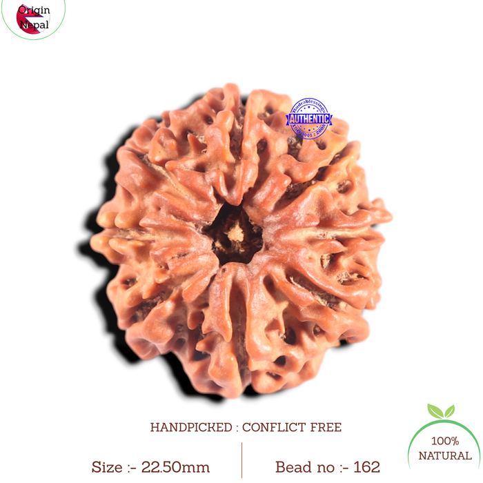 8 Mukhi Nepalese Rudraksha - Bead No. 162