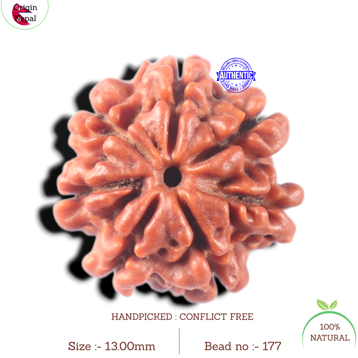 7 Mukhi Nepalese Rudraksha - Bead No 177
