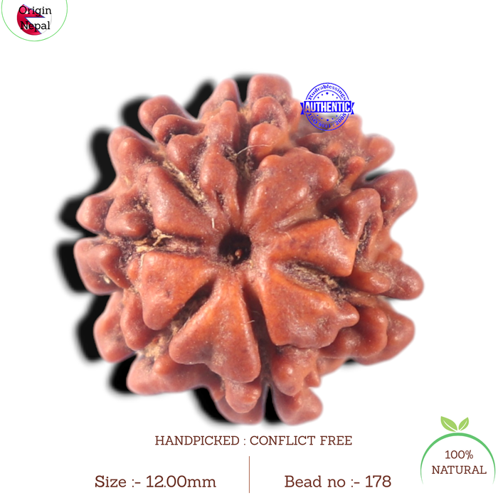 7 Mukhi Nepalese Rudraksha - Bead No 178