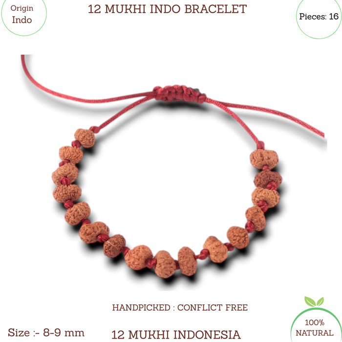 12 Mukhi Indonesian Rudraksha Bracelet