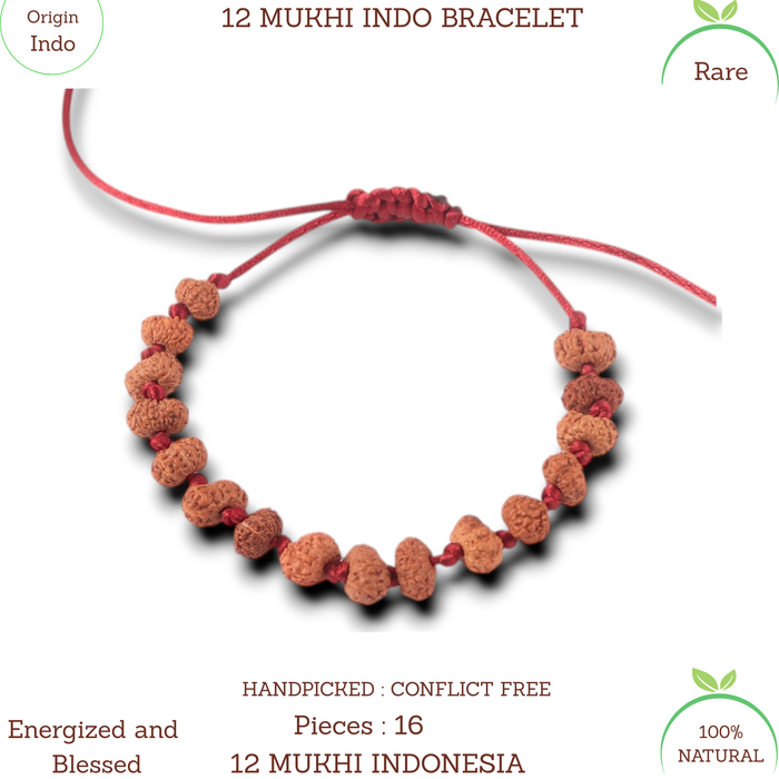 12 Mukhi Indonesian Rudraksha Bracelet