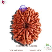 Load image into Gallery viewer, 13 Mukhi Nepalese Rudraksha - Bead No 231
