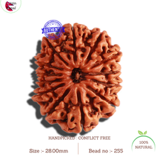 Load image into Gallery viewer, 13 Mukhi Nepalese Rudraksha - Bead No 225
