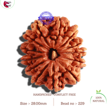 Load image into Gallery viewer, 13 Mukhi Nepalese Rudraksha - Bead No 229

