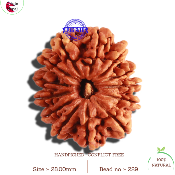 13 Mukhi Nepalese Rudraksha - Bead No 229