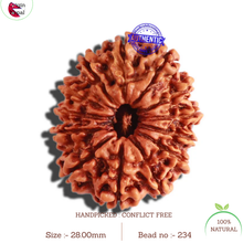 Load image into Gallery viewer, 13 Mukhi Nepalese Rudraksha - Bead No 234
