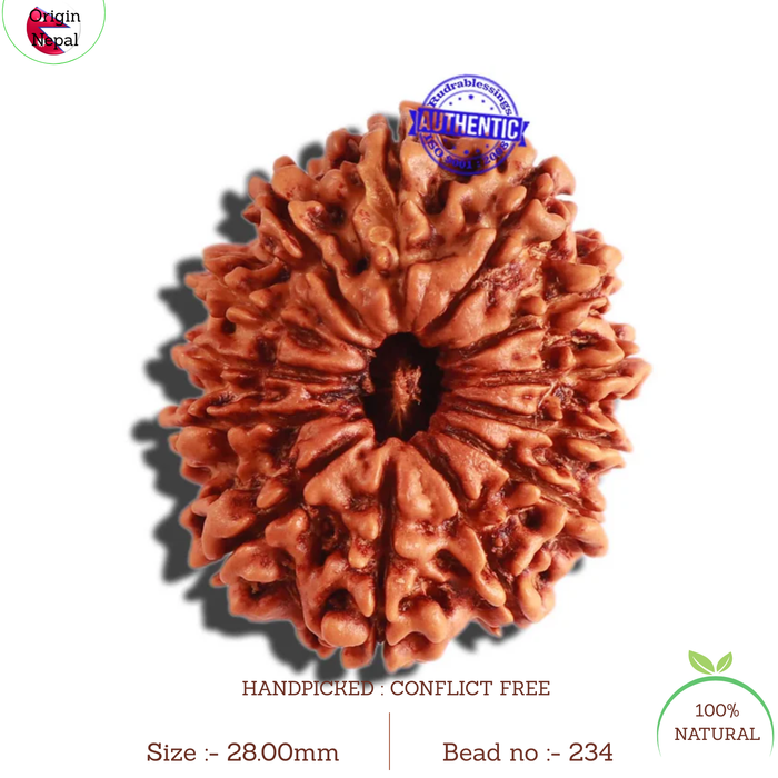 13 Mukhi Nepalese Rudraksha - Bead No 234