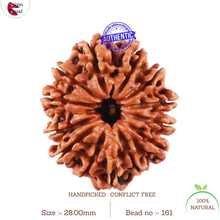 Load image into Gallery viewer, 13 Mukhi Nepalese Rudraksha - Bead No. 161
