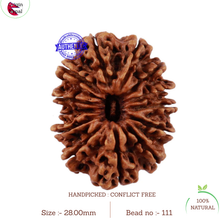 Load image into Gallery viewer, 13 Mukhi Nepalese Rudraksha - Bead No. 111
