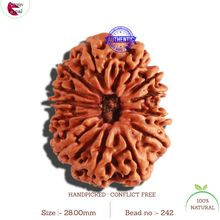 Load image into Gallery viewer, 13 Mukhi Nepalese Rudraksha - Bead No. 242
