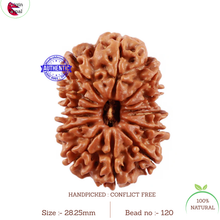 Load image into Gallery viewer, 13 Mukhi Nepalese Rudraksha - Bead No. 120

