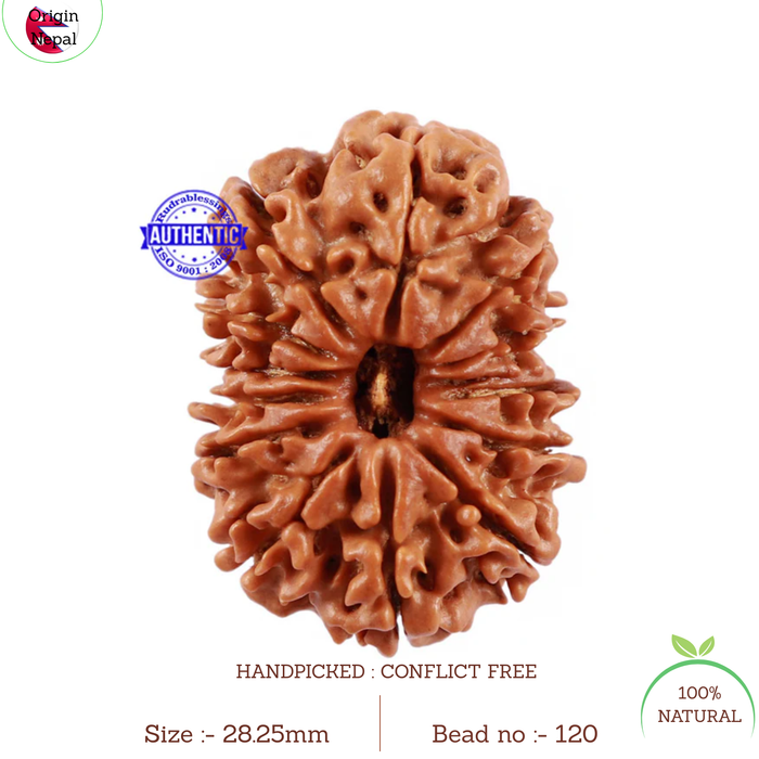 13 Mukhi Nepalese Rudraksha - Bead No. 120