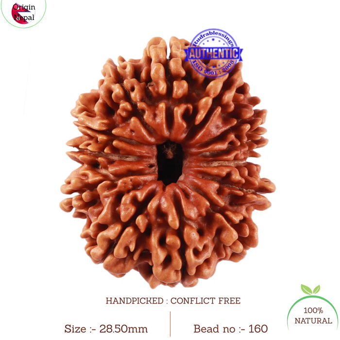 13 Mukhi Nepalese Rudraksha - Bead No. 160
