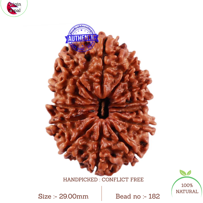 13 Mukhi Nepalese Rudraksha - Bead No. 182