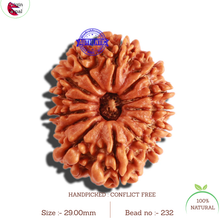 Load image into Gallery viewer, 13 Mukhi Nepalese Rudraksha - Bead No. 232
